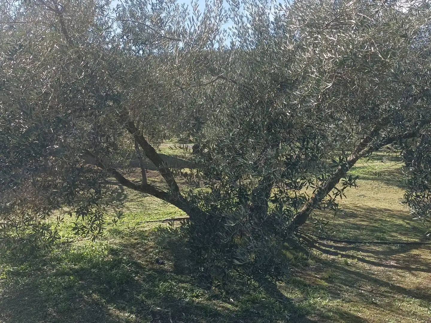 Garden of Land for sale in Villanueva del Rey