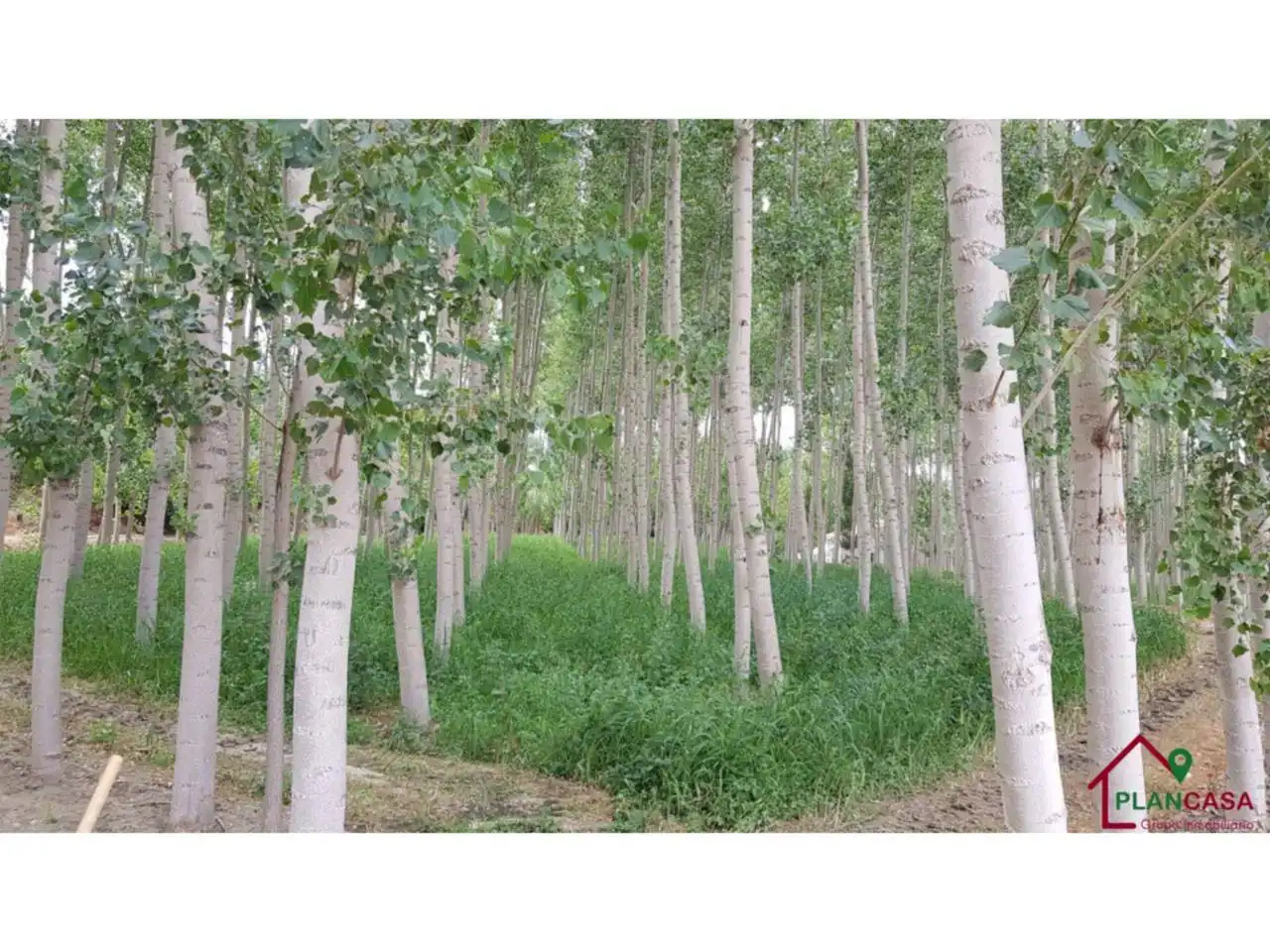 Exterior view of Land for sale in Purullena