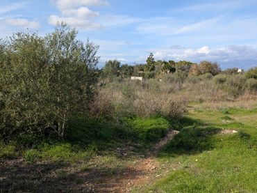 Terrain rustique à vendre à Sineu