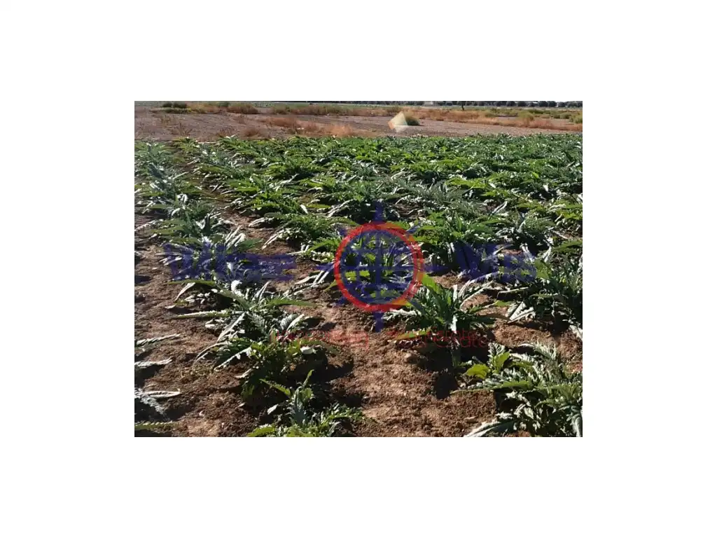 Residential land for sale in Calle 2 Campillo S-1t (Campillo), imagen 5