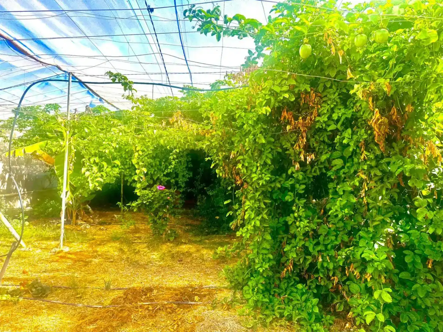 Jardí de Finca rústica en venda en Guía de Isora