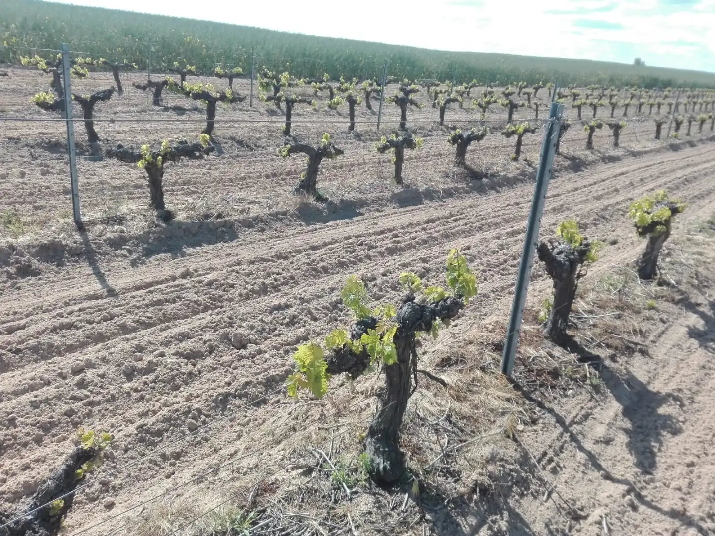Exterior view of Land for sale in Cazurra