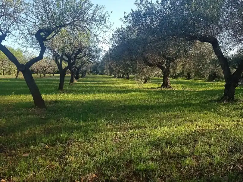 Maison rustique à vendre à Avinguda de la Llibertat 1, imagen 8