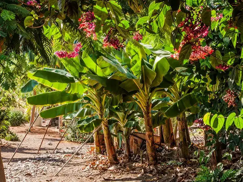 Jardí de Finca rústica en venda en San Sebastián de la Gomera, Santa Cruz de Tenerife