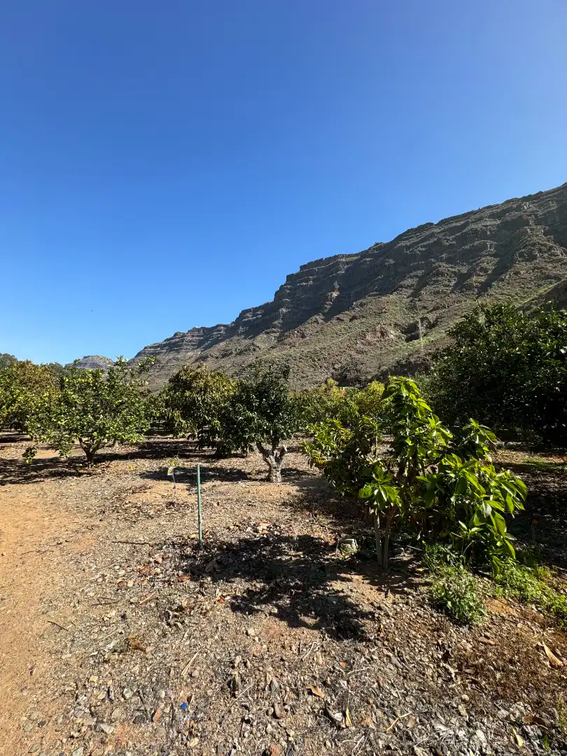 Vista exterior de Finca rústica en venda en San Bartolomé de Tirajana amb Aire condicionat, Jardí privat i Terrassa