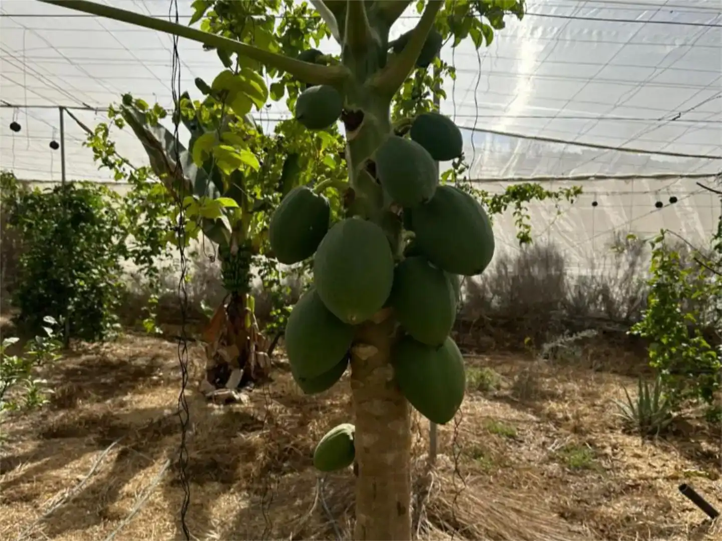 Jardí de Finca rústica en venda en Guía de Isora
