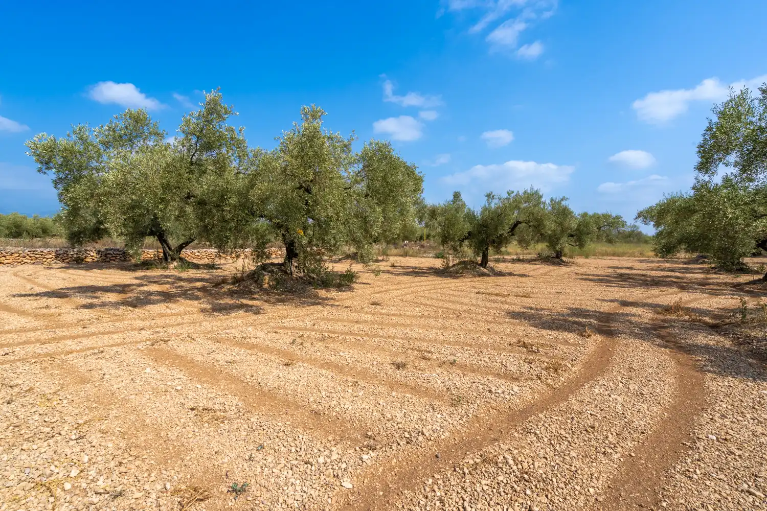 Rustikales Grundstück zum Verkauf in Camí Miliana, imagen 3