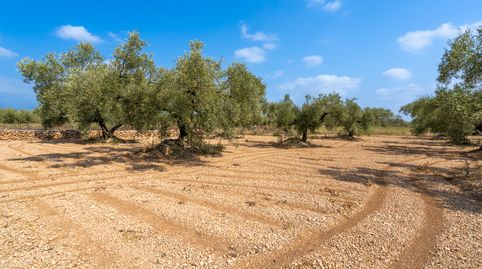 Finca rústica completamente plana con olivos y buen acceso., immagine 3