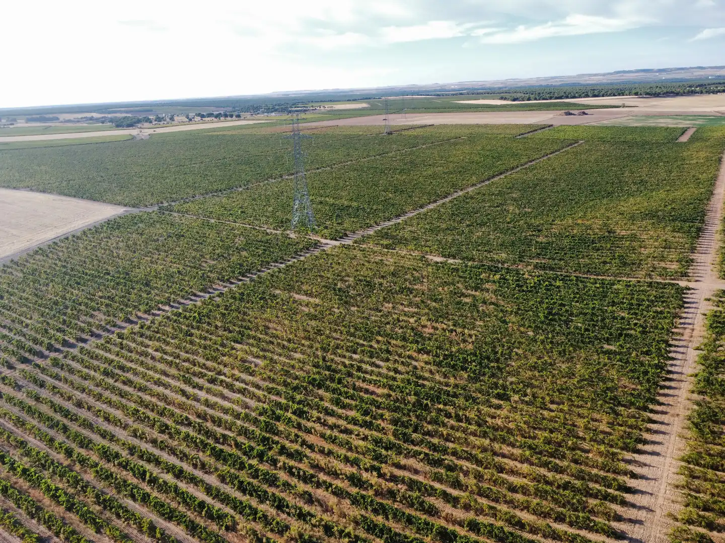 Terreno rustico in vendita a Rueda, imagen 18