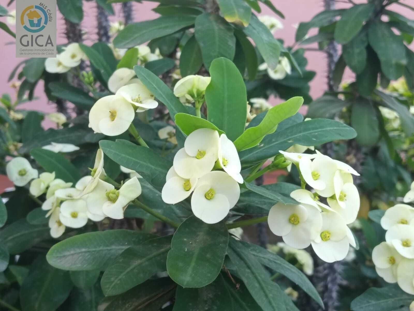 Garden of Flat for sale in Algeciras  with Air Conditioner, Balcony and Community pool