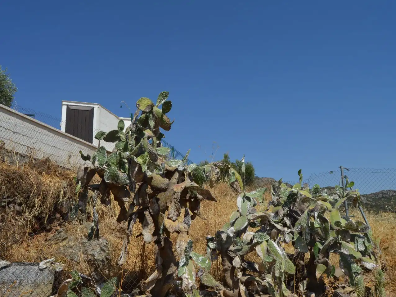 Garden of Residential for sale in Santa Eufemia