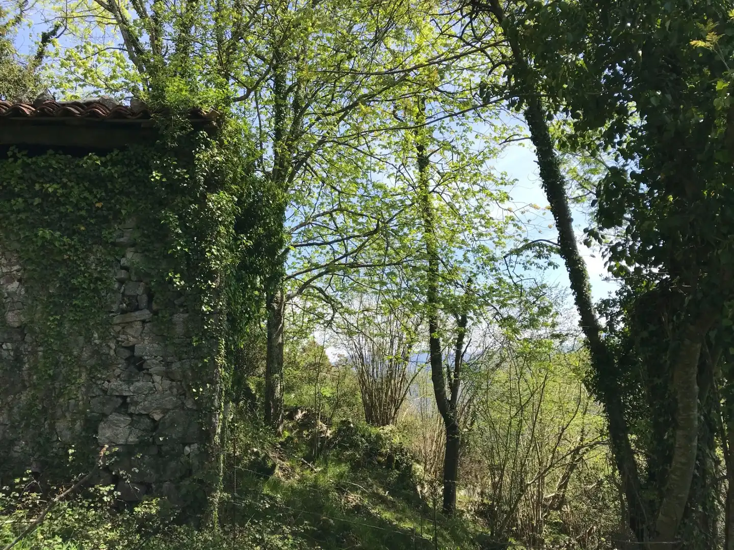 Terreno rustico in vendita a Cangas de Onís, imagen 5