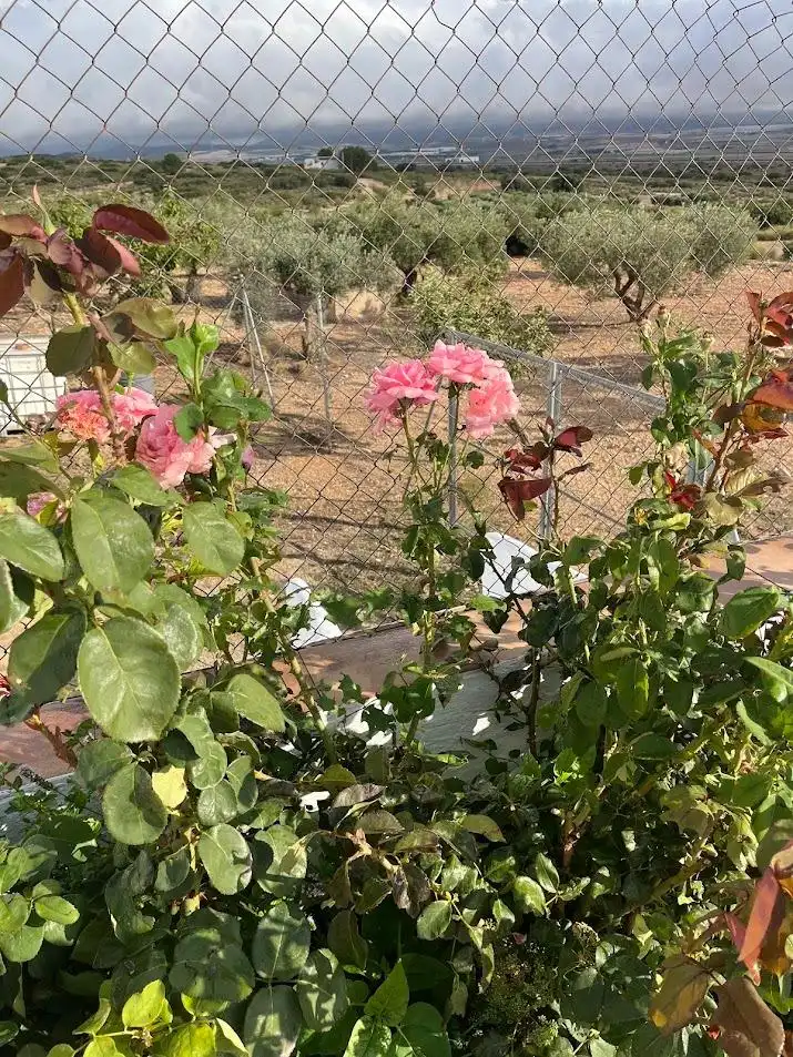Xalet amb piscina en venda a Almansa, imagen 27