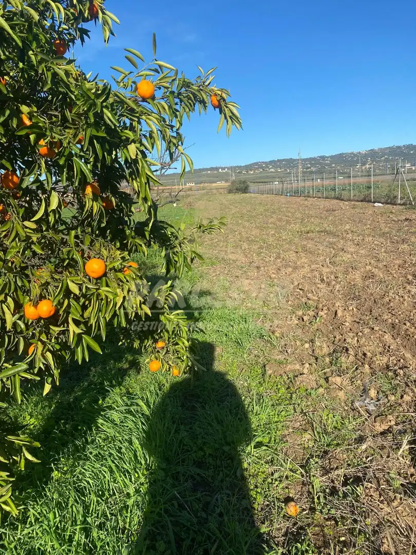 Terreny rústic en venda a Almodóvar del Río, imagen 3