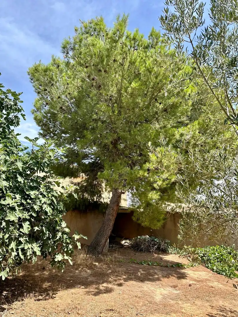 Jardí de Casa o xalet en venda en Albacete amb Traster, Moblat i Forn