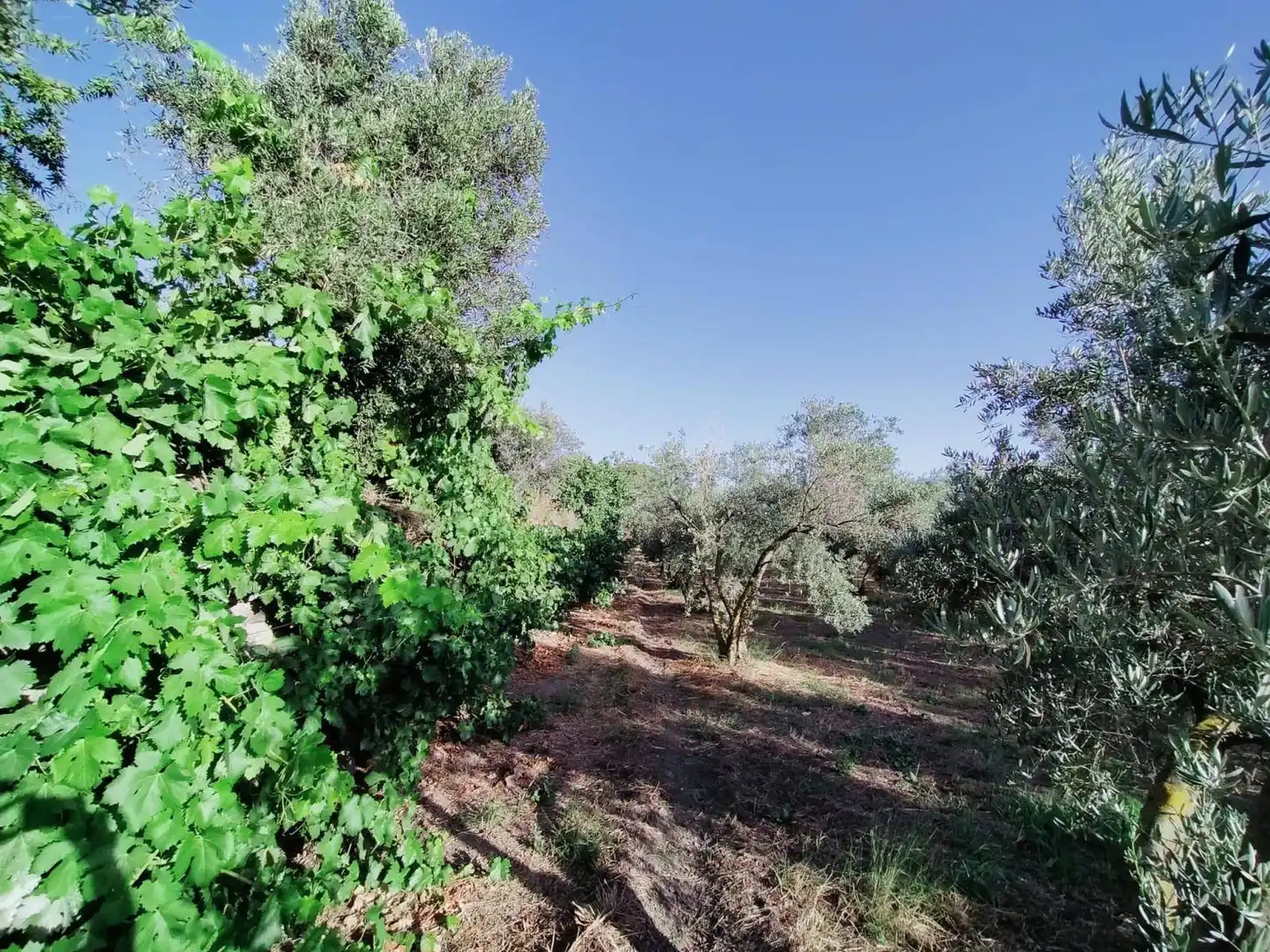 Lands and plots for sale in Nigüelas, imagen 17