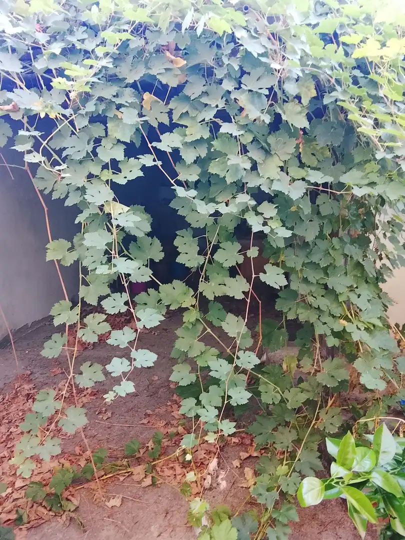 Jardín de Casa o chalet en venta en Arenas de San Pedro con Jardín privado y Trastero