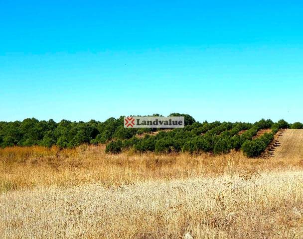 Terreno residencial en Venta en N/A en Rágama