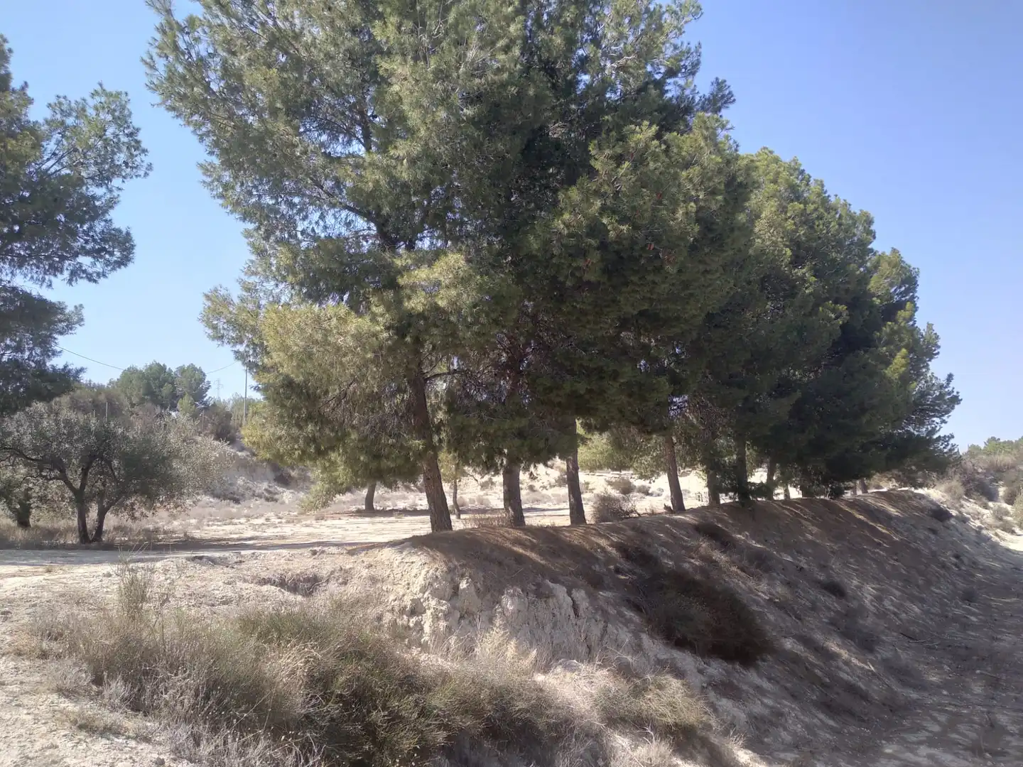 Terreni e lotti in vendita a Campos del Río, imagen 12