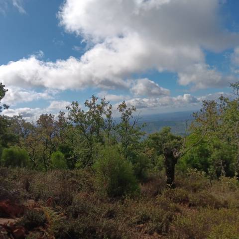 Terreno en Venta en N/A en Castaño del Robledo