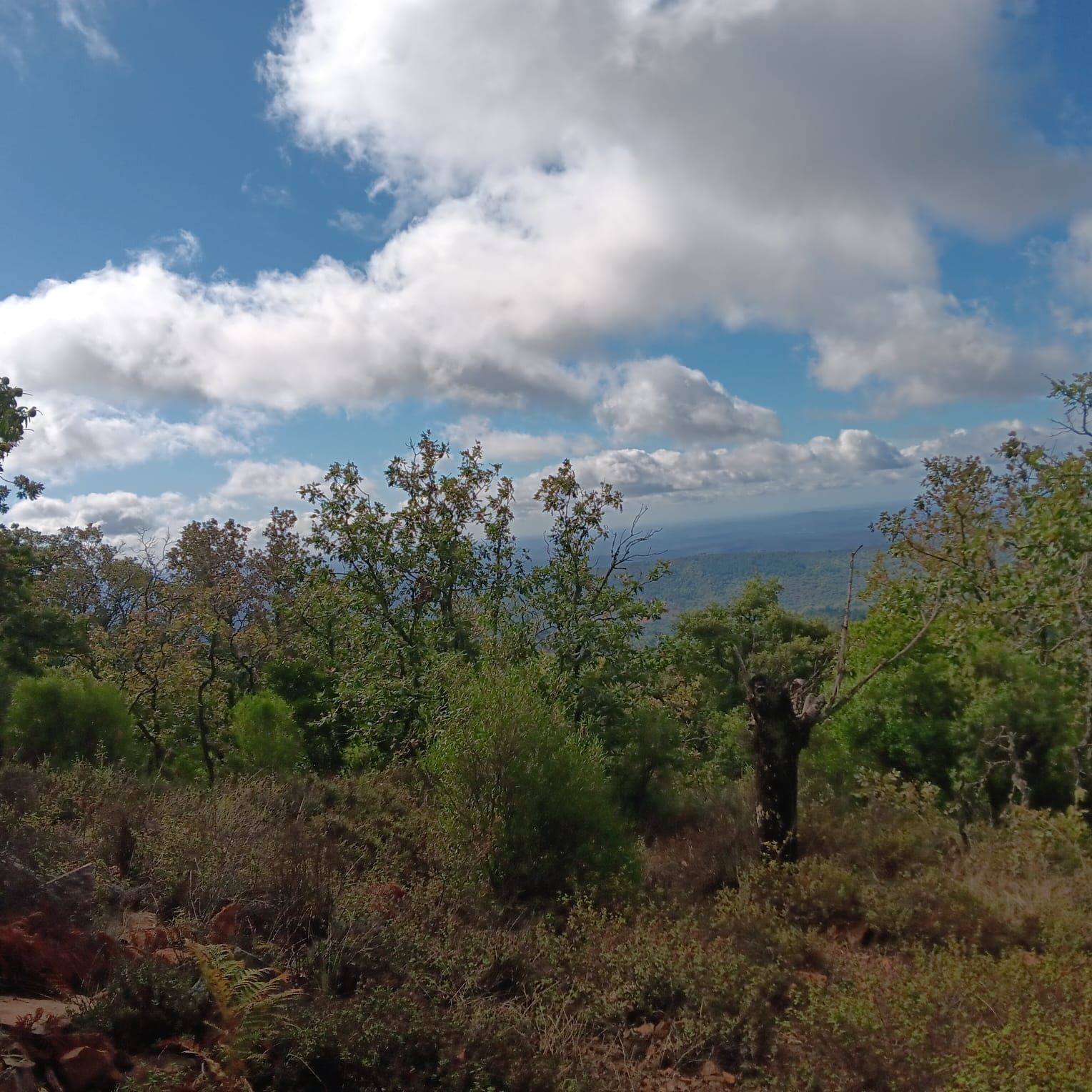Land for sale in Castaño del Robledo