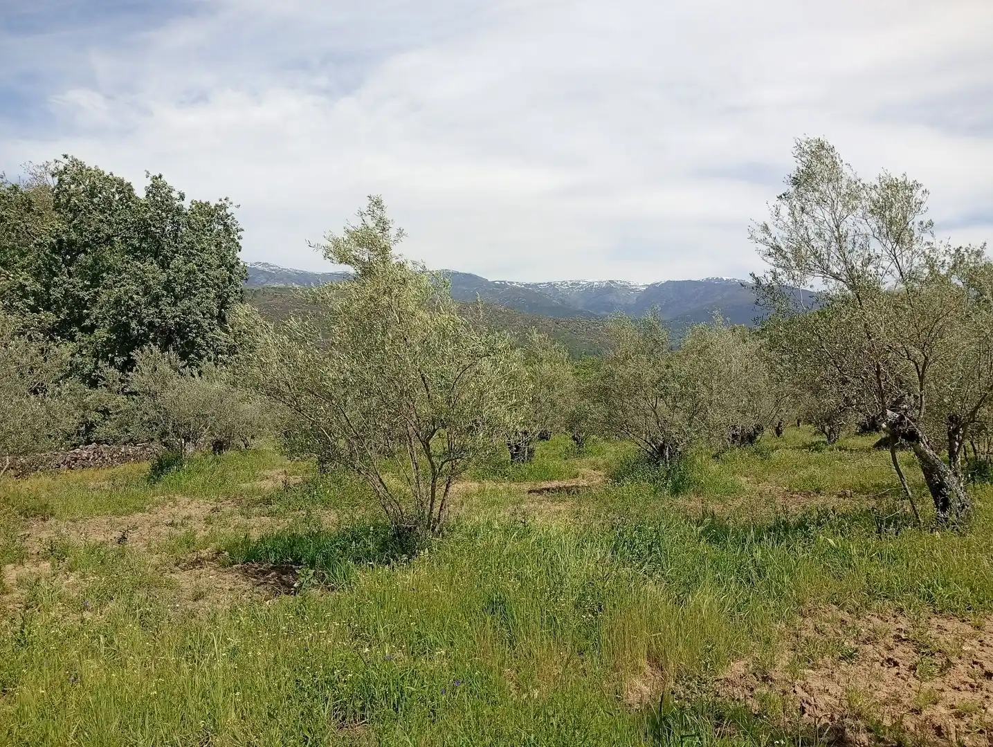 Terreni e lotti in vendita a Villanueva de la Vera, imagen 52