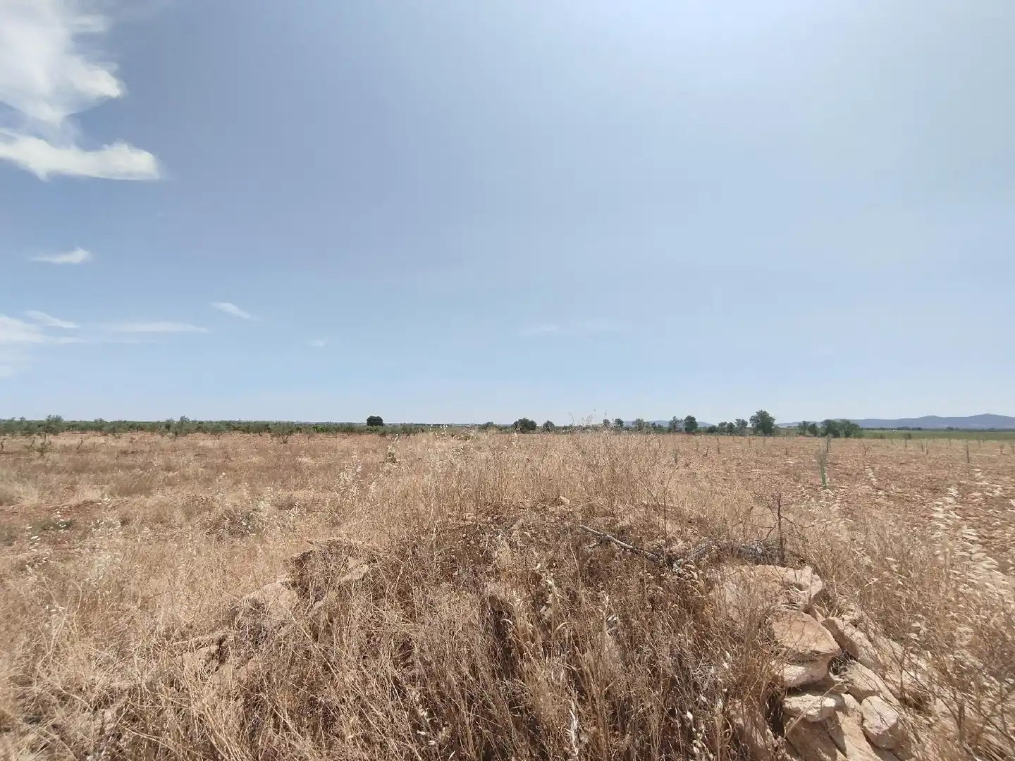 Terreno rustico in vendita a Membrilla, imagen 7