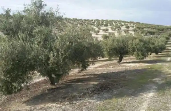 Terreni e lotti in vendita a Valdeastillas - Fuentezuelas, imagen 4