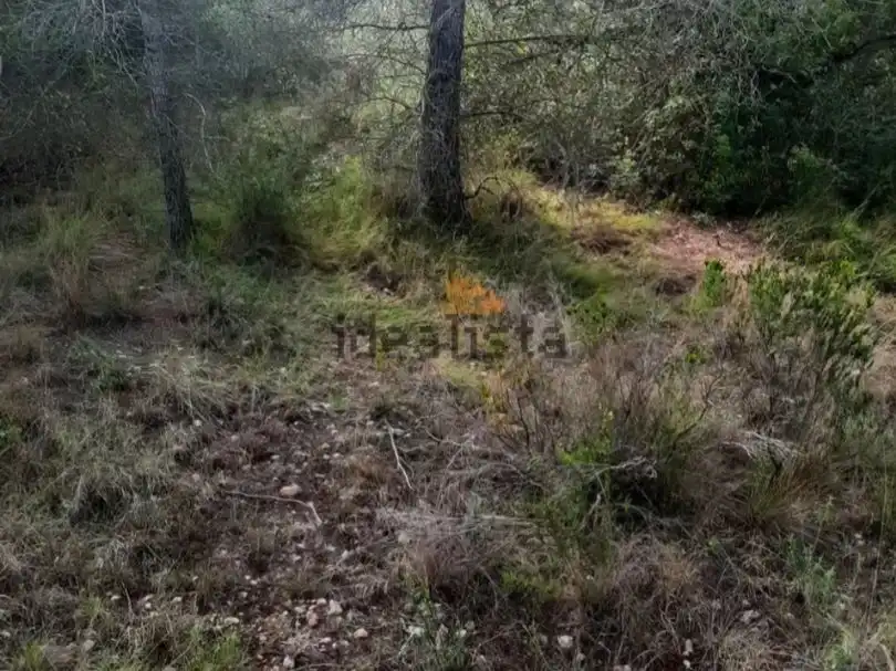 Terreny rústic en venda a Avinguda Catalunya 40, imagen 3