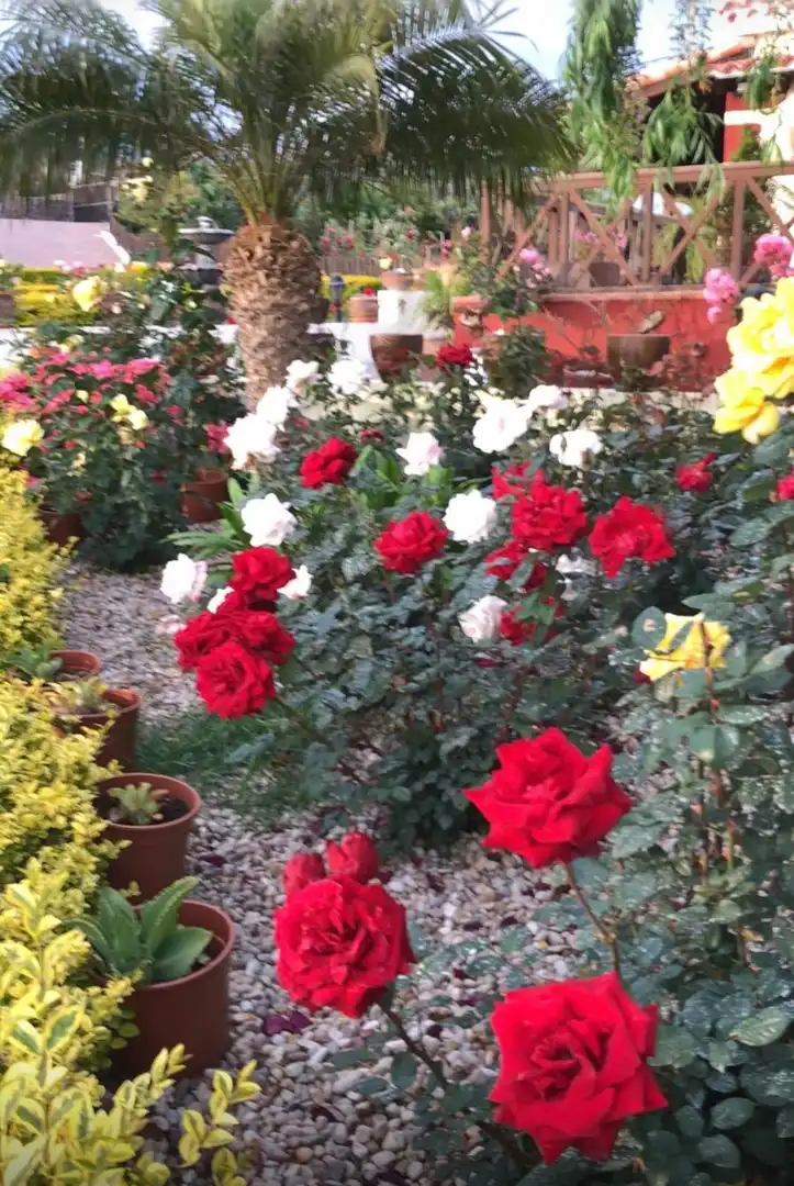 Jardí de Casa o xalet en venda en San Miguel de Abona amb Jardí privat, Traster i Piscina