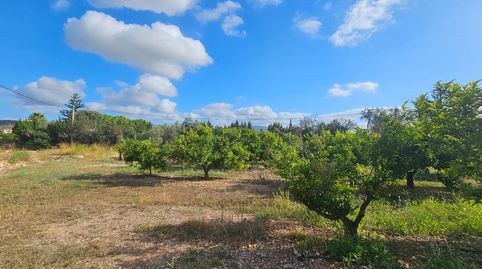 FINCA RÚSTICA EN ALCANAR, imagen 4