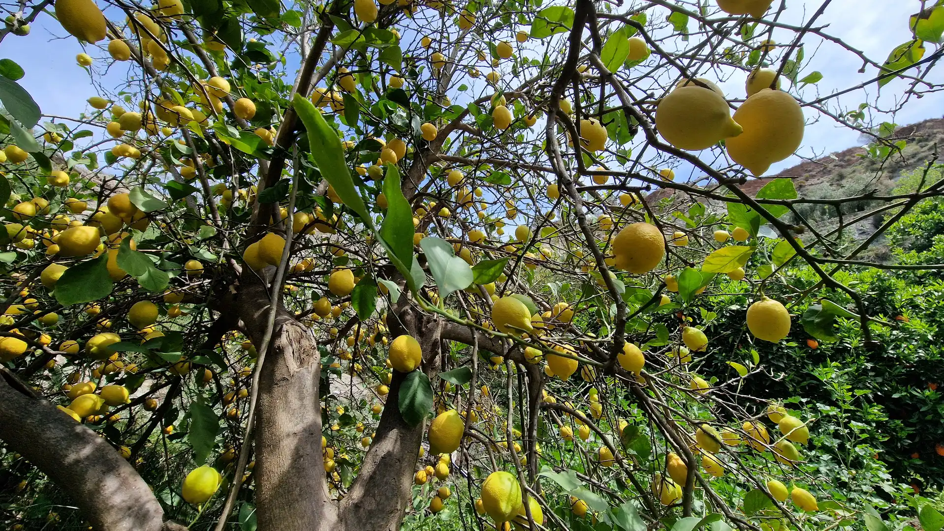 Jardí de Finca rústica en venda en Canjáyar amb Jardí privat i Moblat