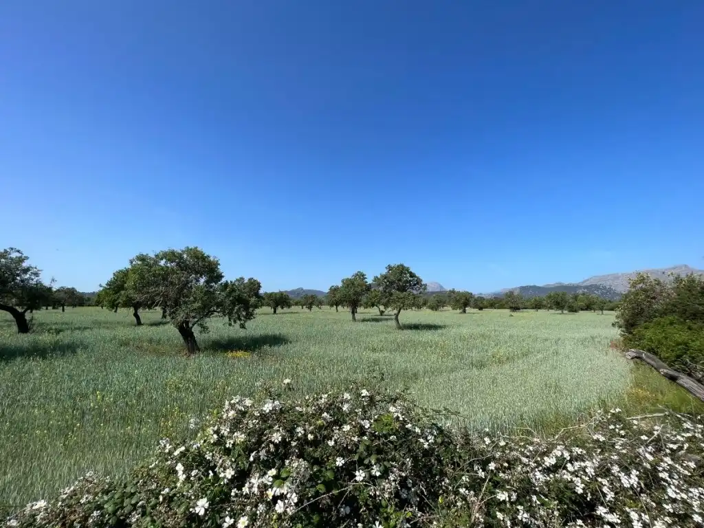 Terreno rustico in vendita a Pollença Poble, imagen 2
