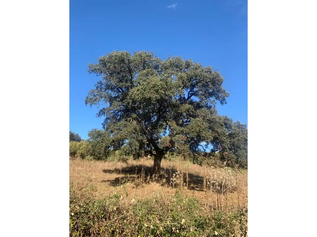 Residential for sale in Morón de la Frontera