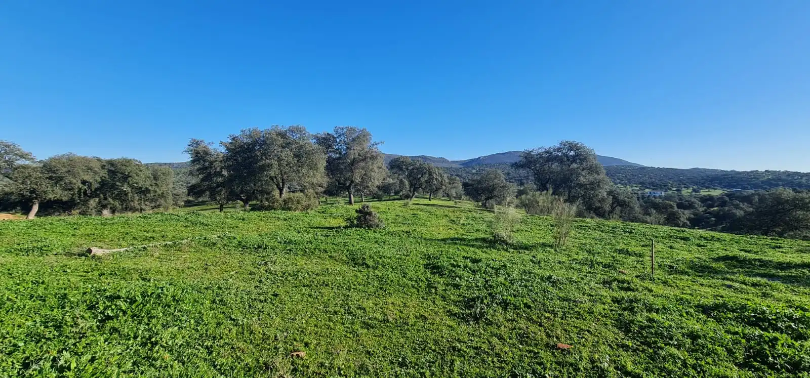 Rural land for sale in Espiel, imagen 5