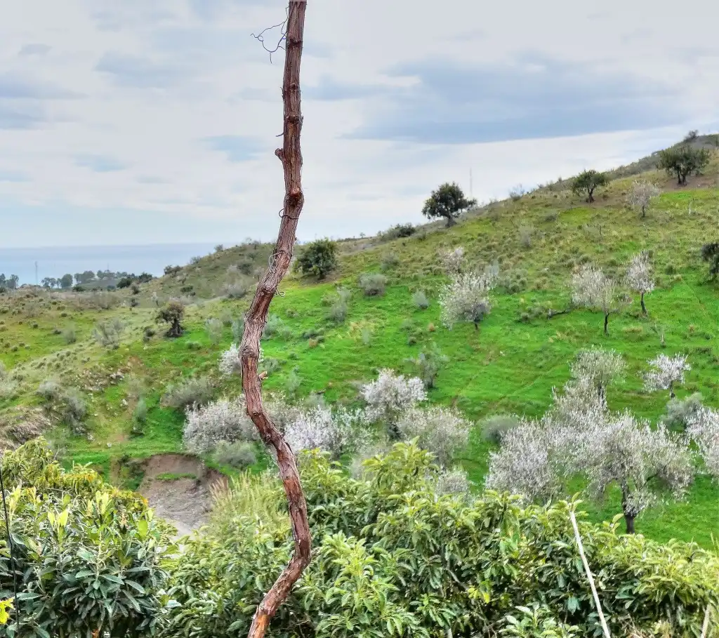 Finca rústica en venta en Vélez-Málaga con Jardín privado