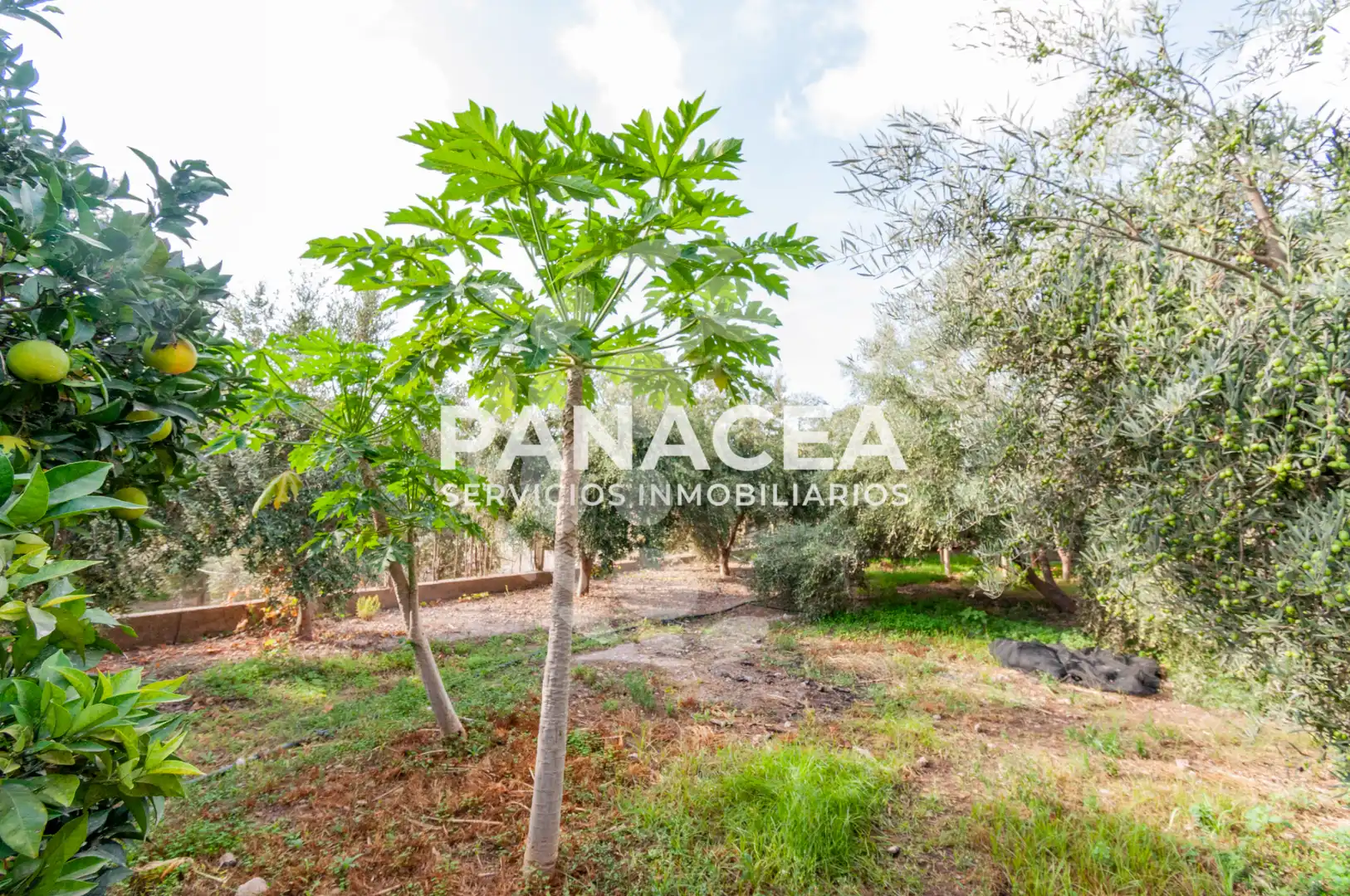 Finca rústica en venta en Vícar Pueblo