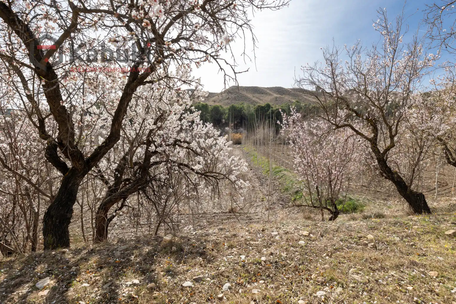 Terreni e lotti in vendita a Guadix - AUTE. VALLE DEL ZALABI, imagen 4
