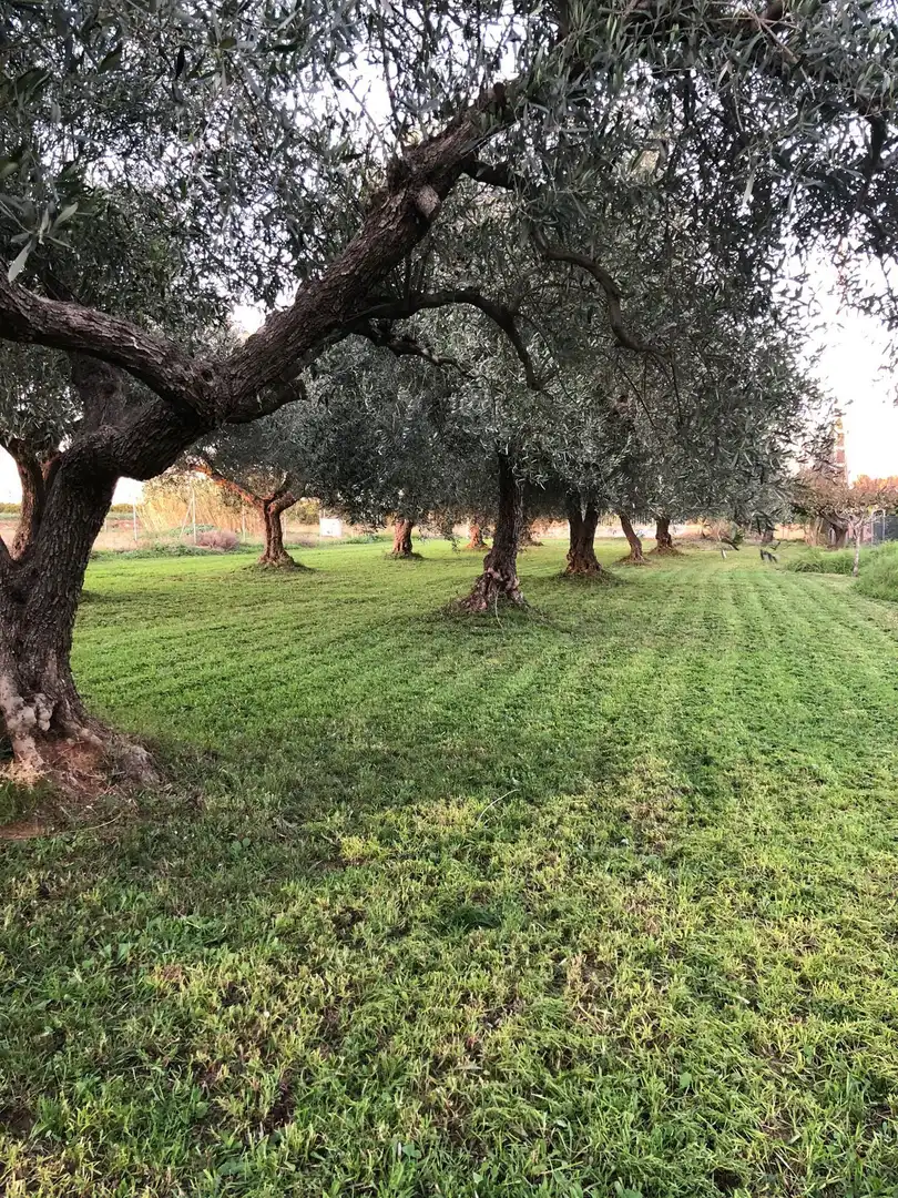 Terreny en venda en Benicarló