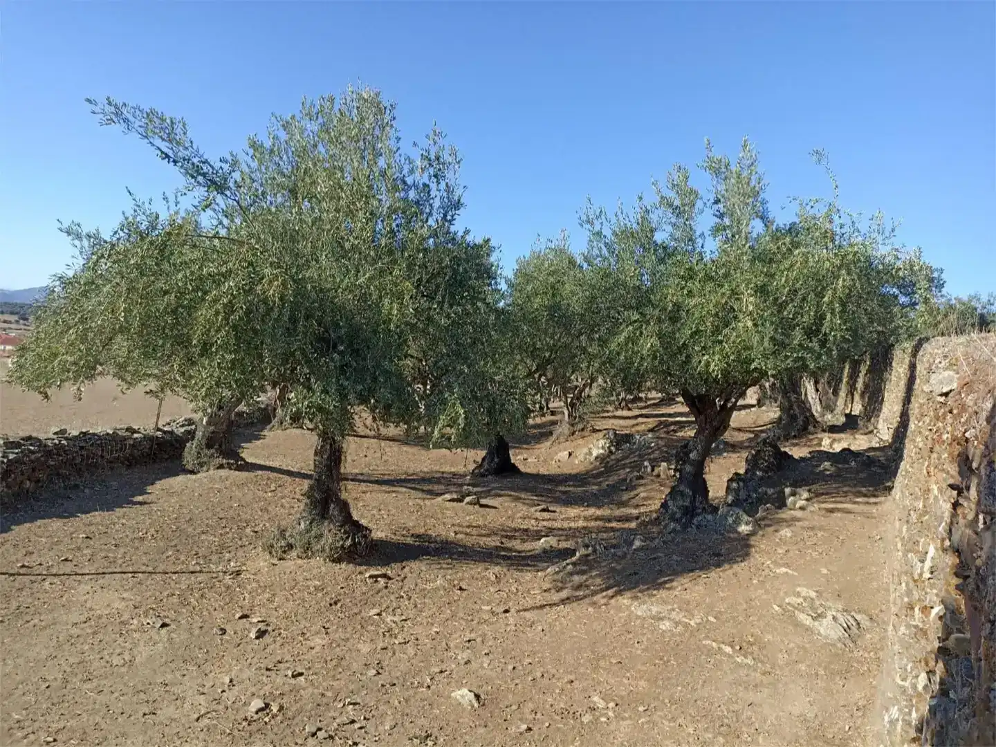 Terreno en venta en Aldeacentenera