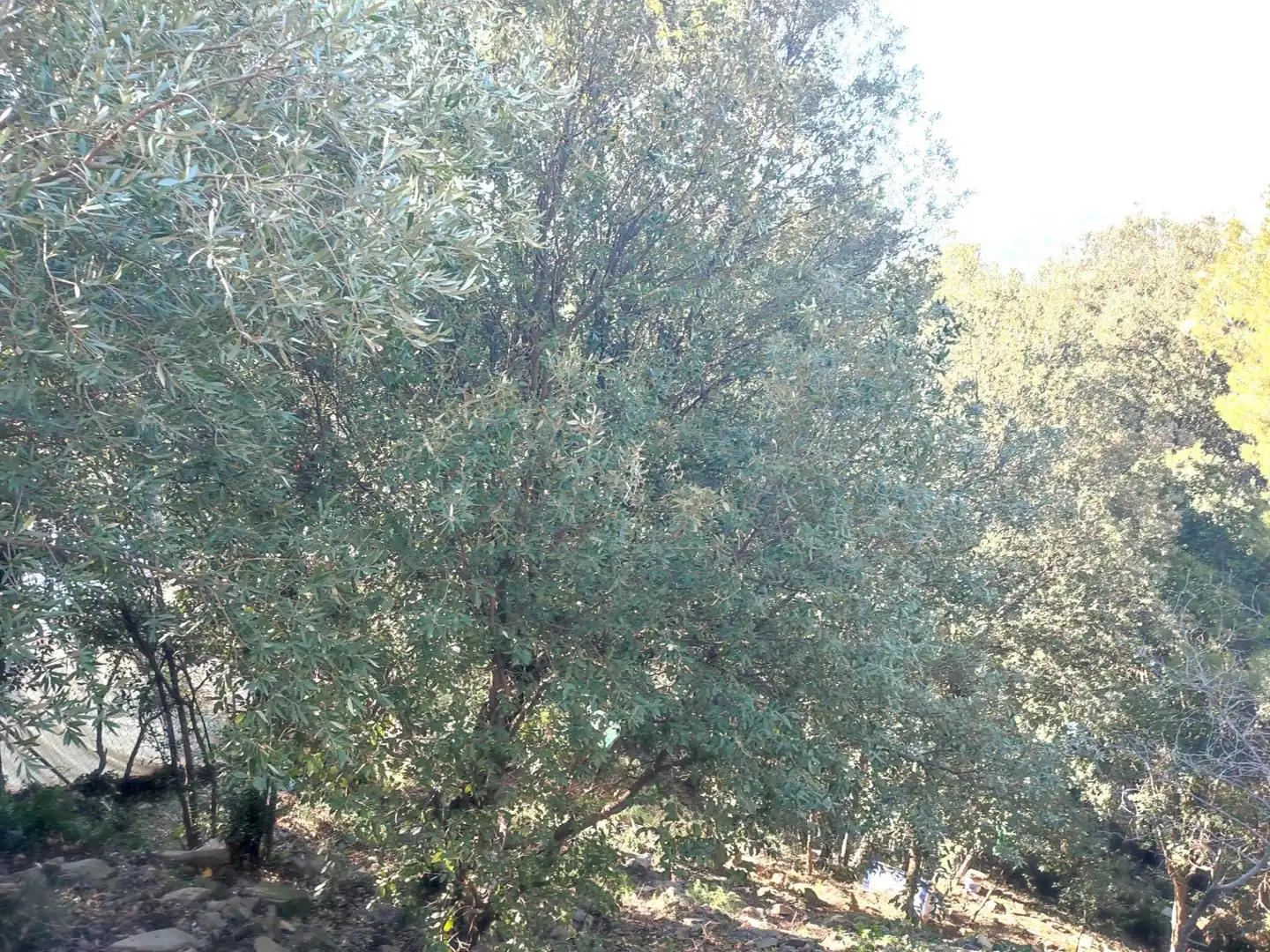 Terreny residencial en venda a L'Ametlla del Vallès, imagen 4