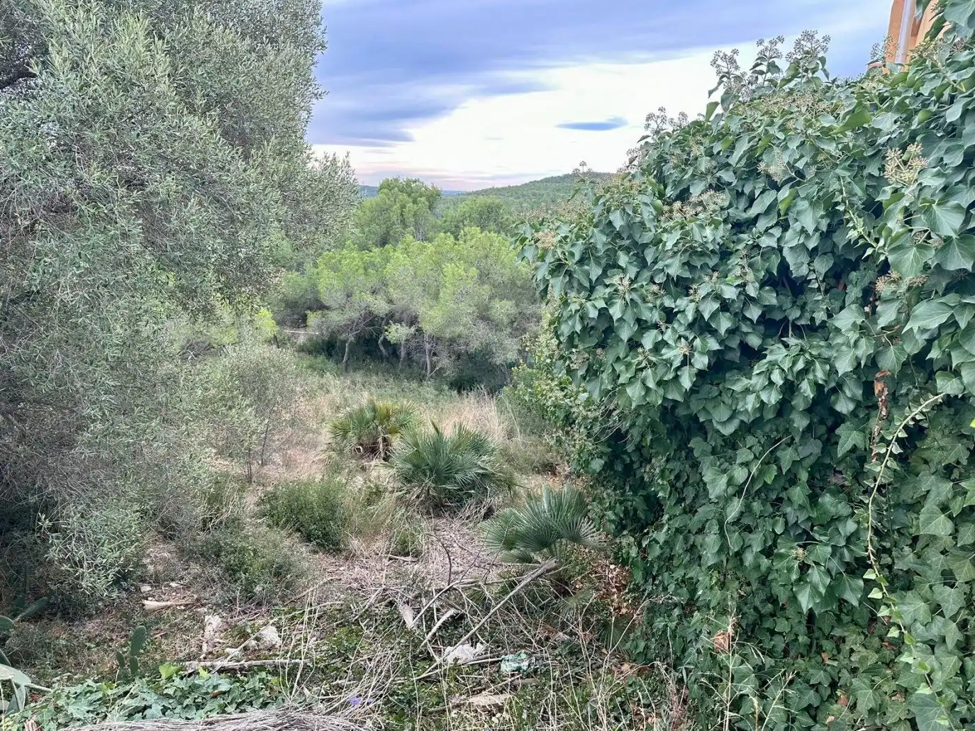 Terreny rústic en venda a Iuca, imagen 6