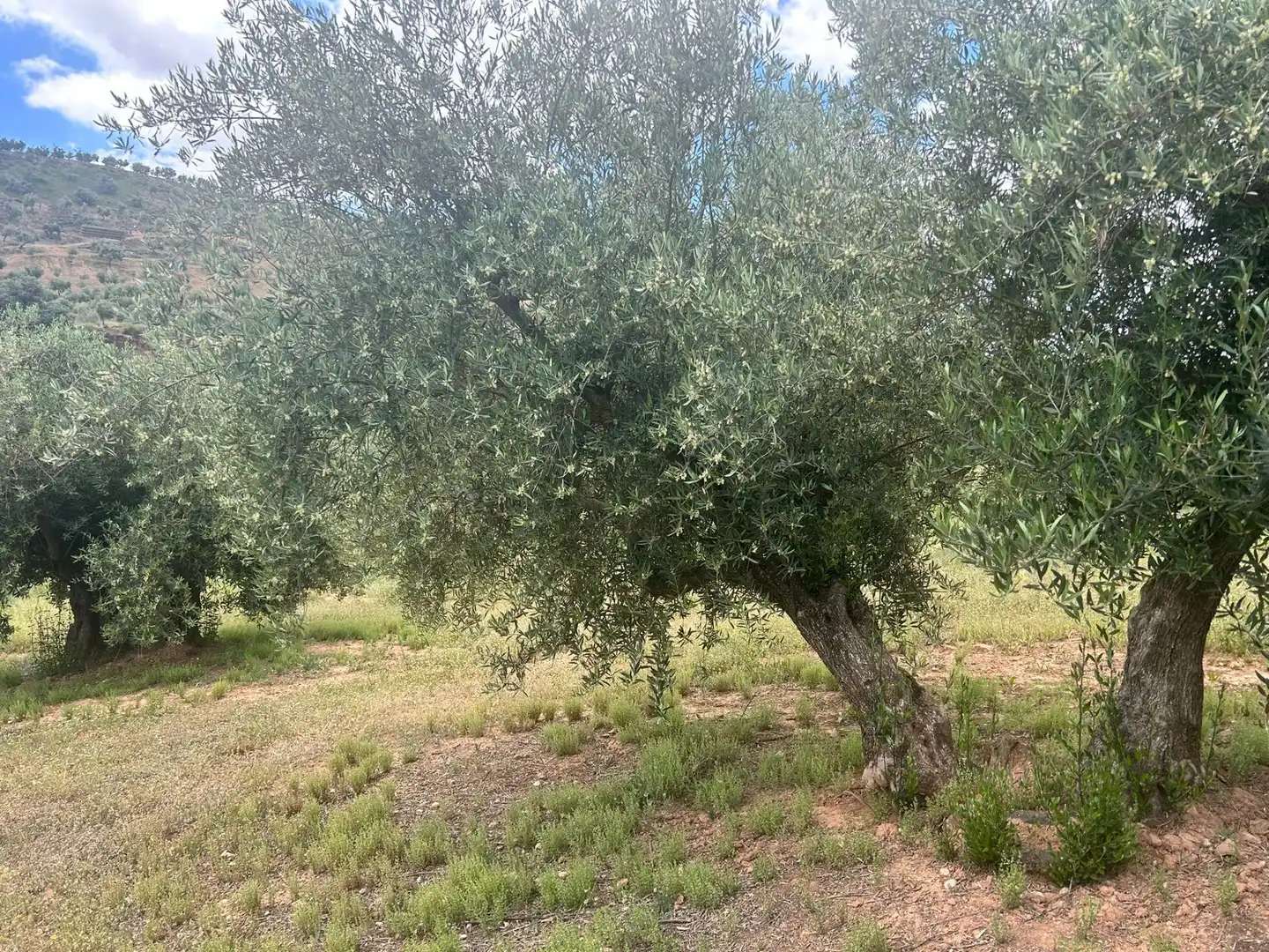 Terreno rustico in vendita a Calicasas, imagen 9
