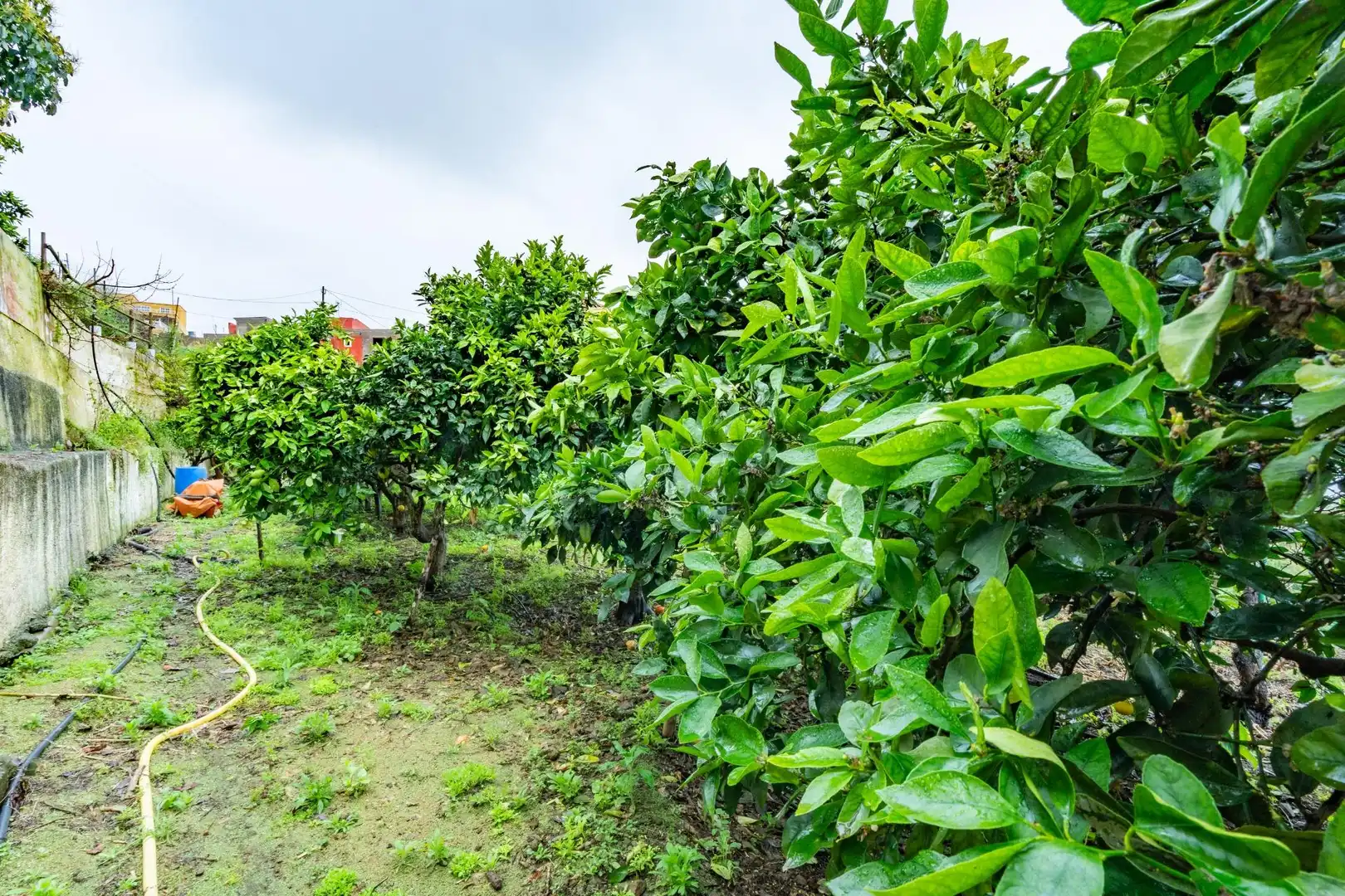Finca rústica en venda en Icod de los Vinos amb Terrassa