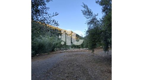 OLIVAR EN TERMINO DE CABRA, immagine 4