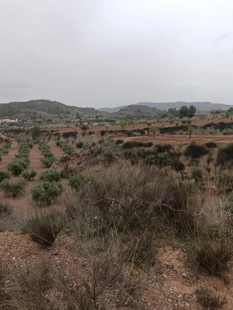 Terrenys i solars en venda a Bullas, imagen 3