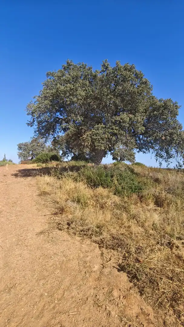 Terreni e lotti in vendita a Villablanca, imagen 13