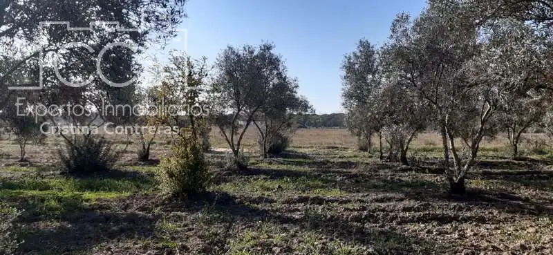 Terreni e lotti in vendita a Almonte ciudad, imagen 14