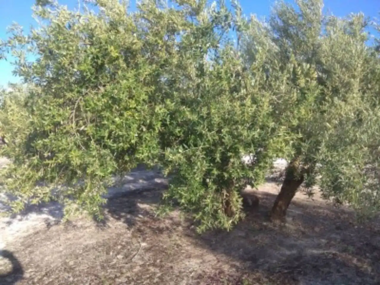 Rustikales Grundstück zum Verkauf in Calle TERMINO DE BAENA 01, imagen 2