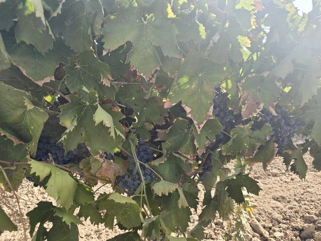 Terreno residencial en Venta en Villacañas